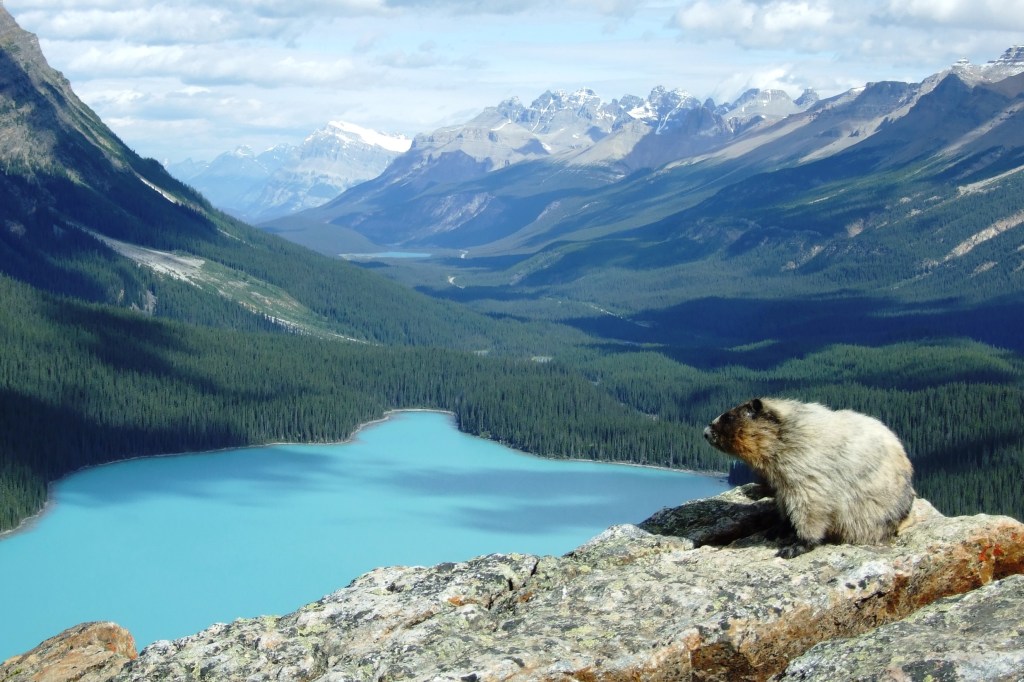 Peyto Lake on the Icefields Parkway