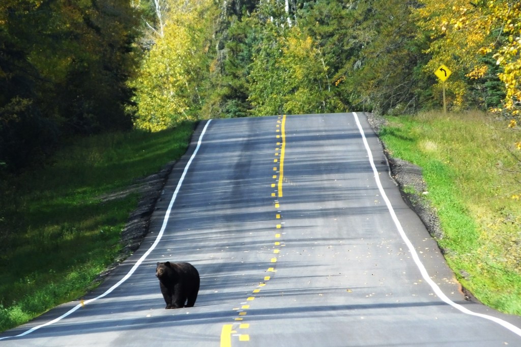 A black bear on the Scenic Route, Highway 263